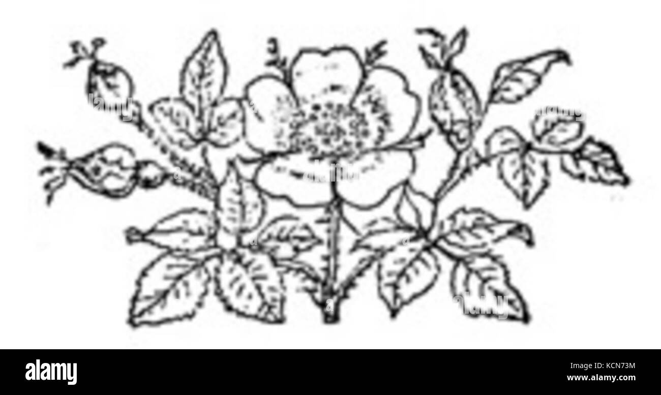 Dessin Rose Noir et Blanc Banque D'Images