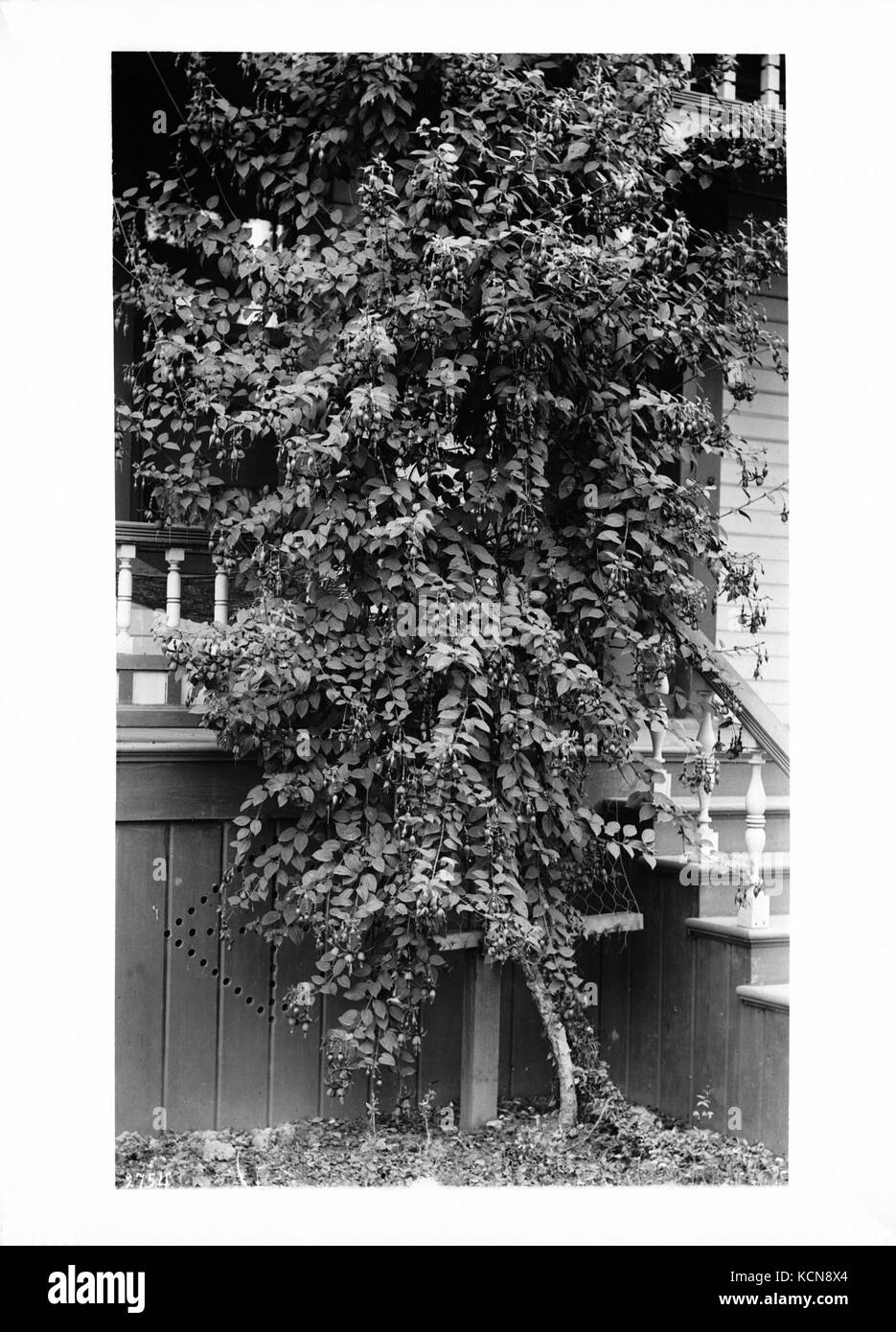 Fuchsia plante poussant devant une maison, ca.1920 (2754) du SHC Banque D'Images