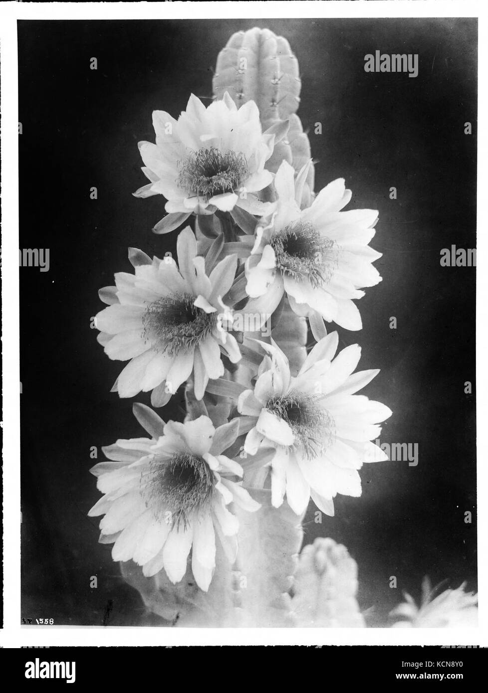 Close up d'un spécimen d'un cactus en fleurs, ca.1920 (1558) du SHC Banque D'Images