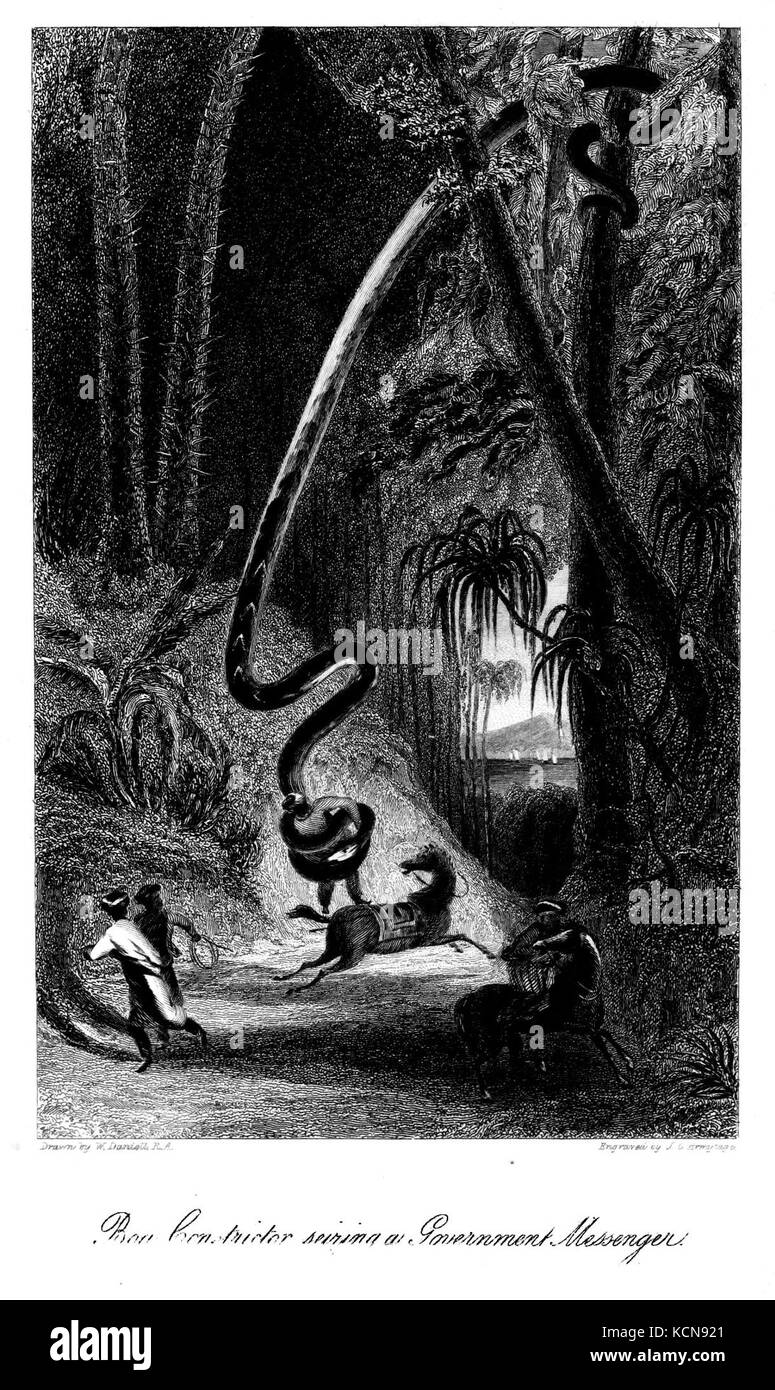Homme Boa Daniell Banque D'Images