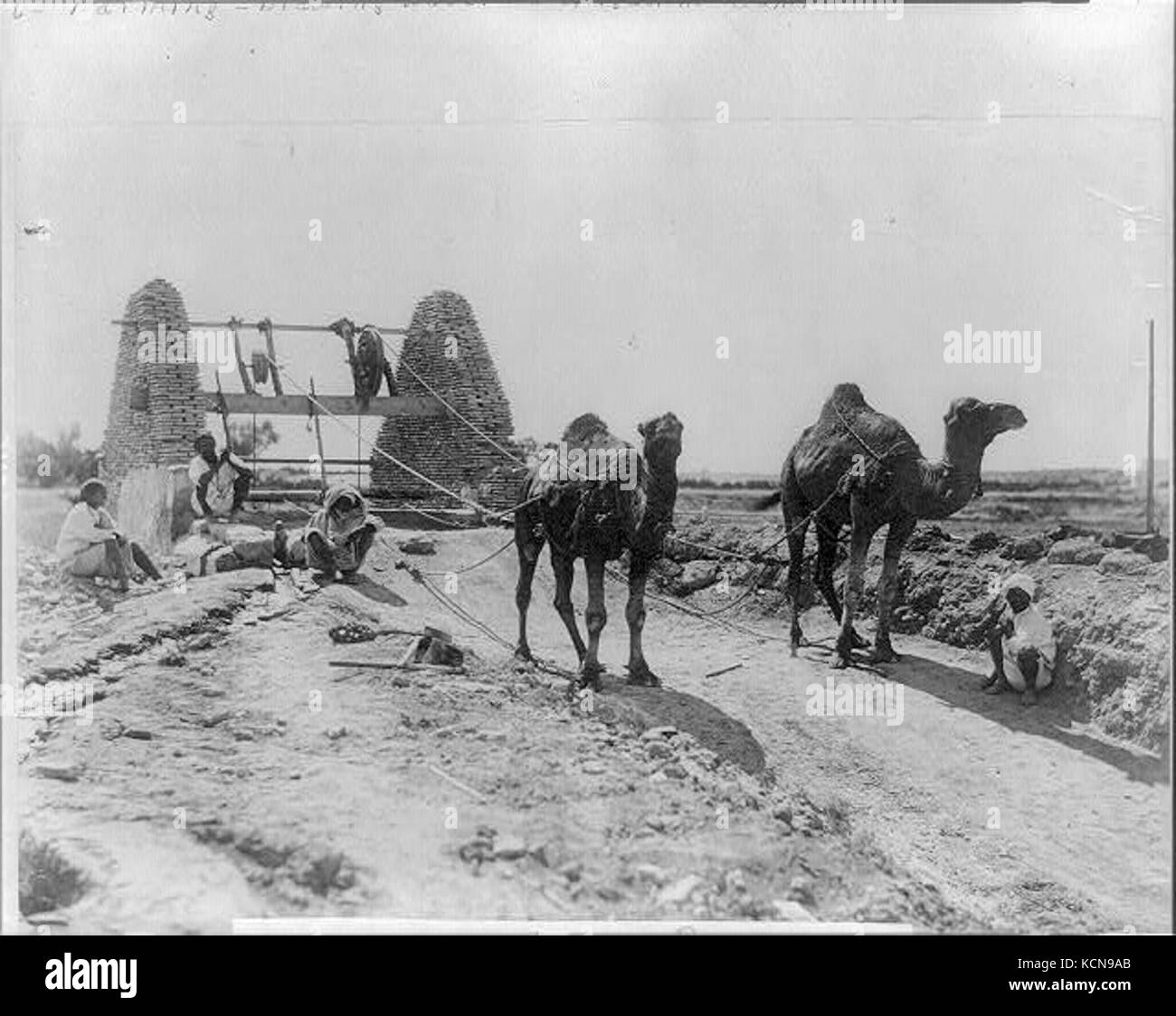 Les chameaux tirent l'eau du puits pour l'irrigation. 1905. L'Égypte RCAC2001705543 Banque D'Images