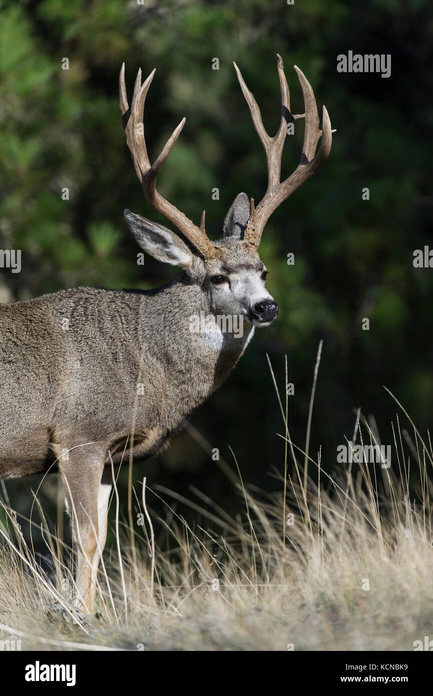 Cerf mâle, Odocoileus hemionus, centre du Montana, USA Banque D'Images