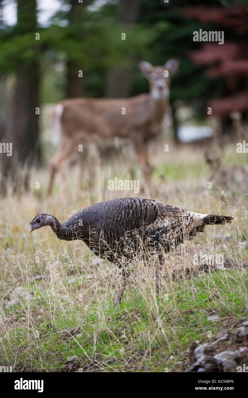 Homme Merriams dindes, Meleagris gallopavo merriami, Centre de l'Idaho, USA Banque D'Images