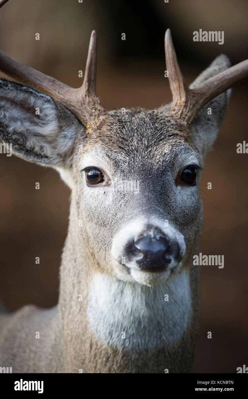 Cerf mâle, Odocoileus virginianus, Centre de l'Idaho, USA Banque D'Images