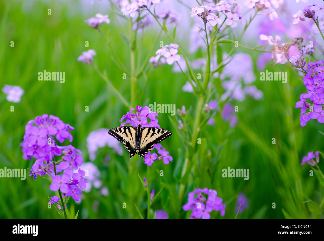 Un swallowtail butterfly explore les fleurs de printemps le long de la rivière Shuswap à Enderby dans la région de Shuswap de la Colombie-Britannique, Canada Banque D'Images