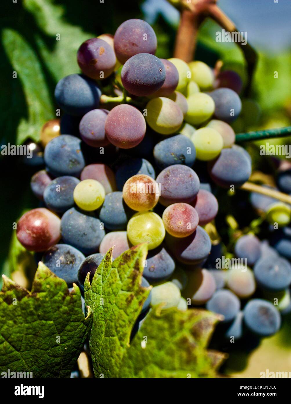 Raisin géorgien - raisins arrivant à échéance sur la vigne, shumi winery, région de Kakheti, Géorgie Banque D'Images