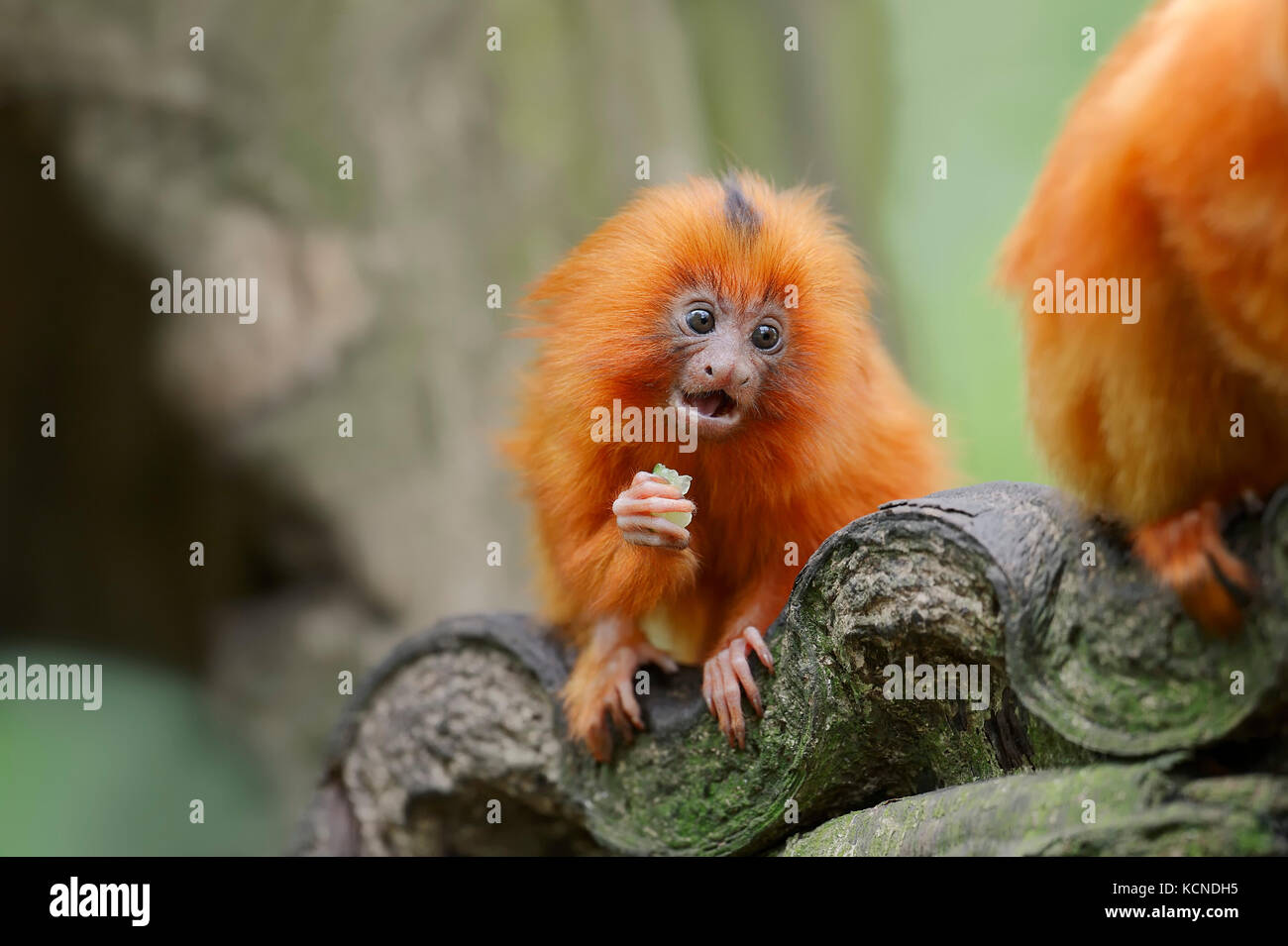 Golden Lion Tamarin Baby Banque D Image Et Photos Alamy