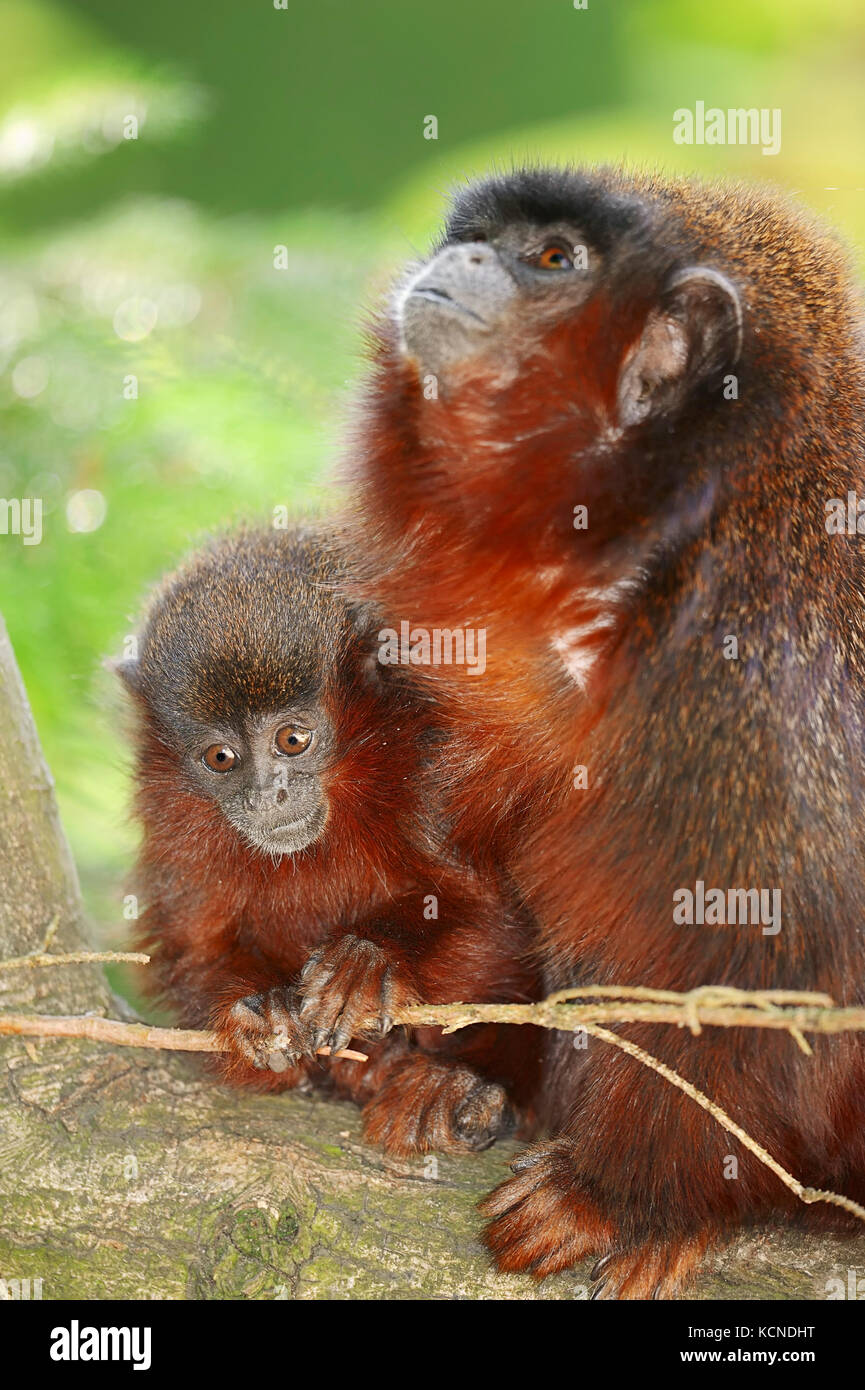 Titi cuivrée, femme avec de jeunes / (Callicebus cupreus) | Springaffe Weibchen mit Roter, Jungtier / (Callicebus cupreus) Banque D'Images