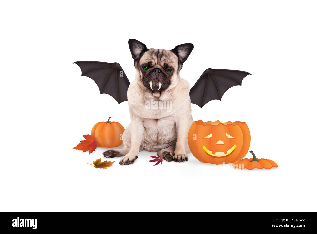 Le PUG dog habillé en chauve-souris pour Halloween, la citrouille drôle avec lanterne, isolé sur fond blanc Banque D'Images