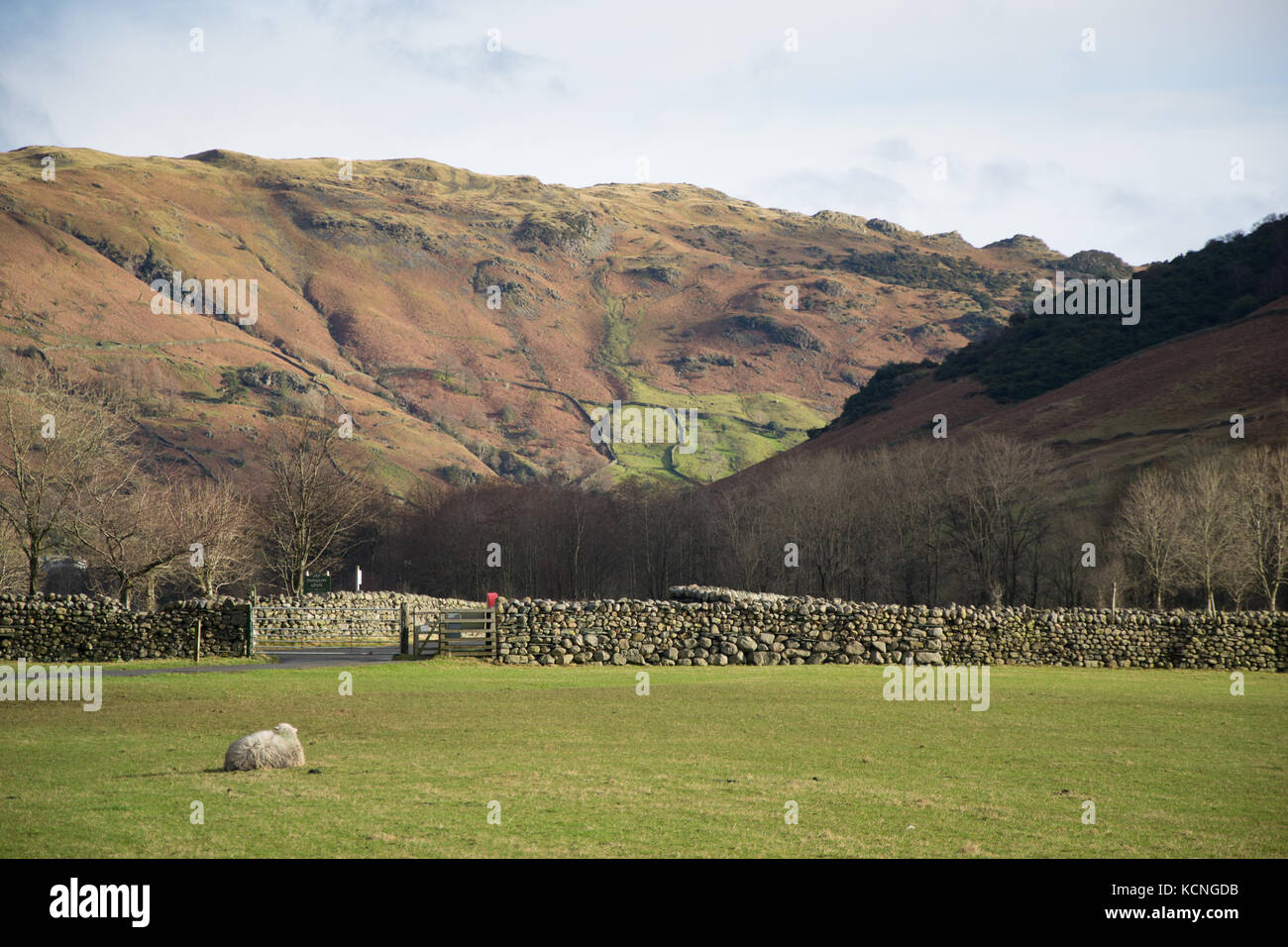 Moutons au champ à la ferme de selles, Great Langdale, Blea Rigg en arrière-plan, parc national du district de Lake, Royaume-Uni Banque D'Images