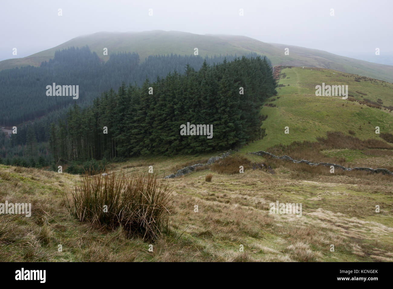 Sommet de Greystones, juste caché dans le nuage de Broom Fell, Darling How plantation sur la gauche, Lake District National Park, Royaume-Uni Banque D'Images