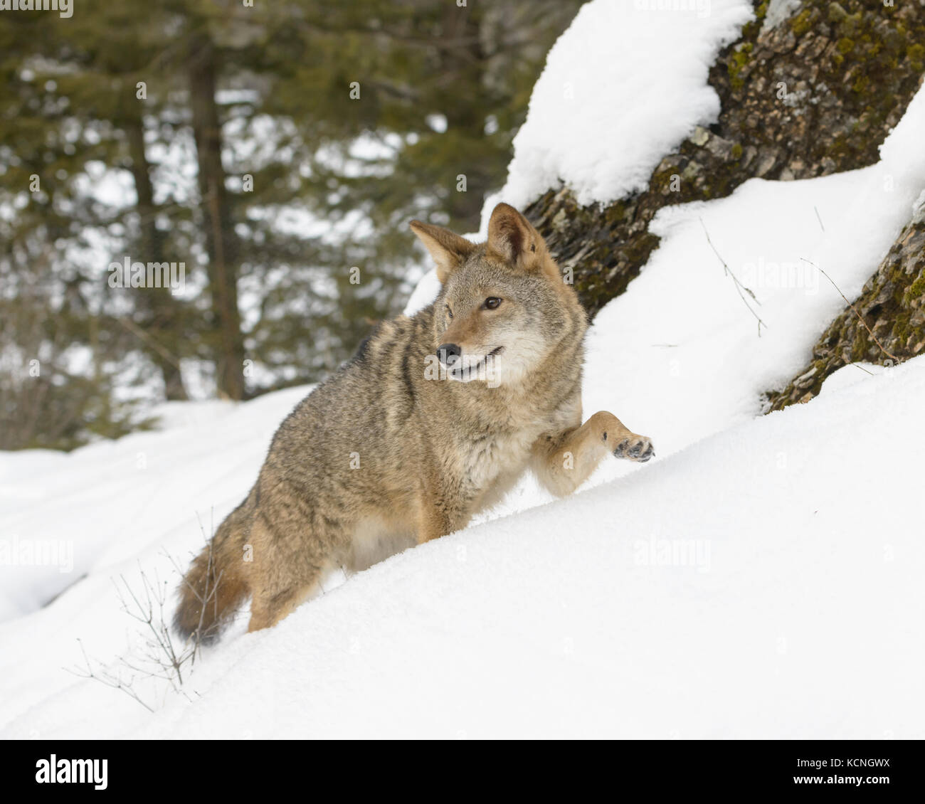 Le Coyote, Canis latrans, en hiver, Montana, USA Banque D'Images