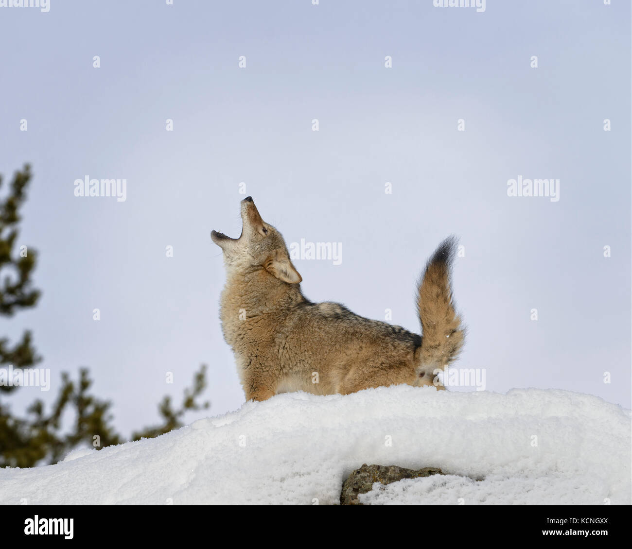 Le Coyote, Canis latrans, en hiver, Montana, USA Banque D'Images