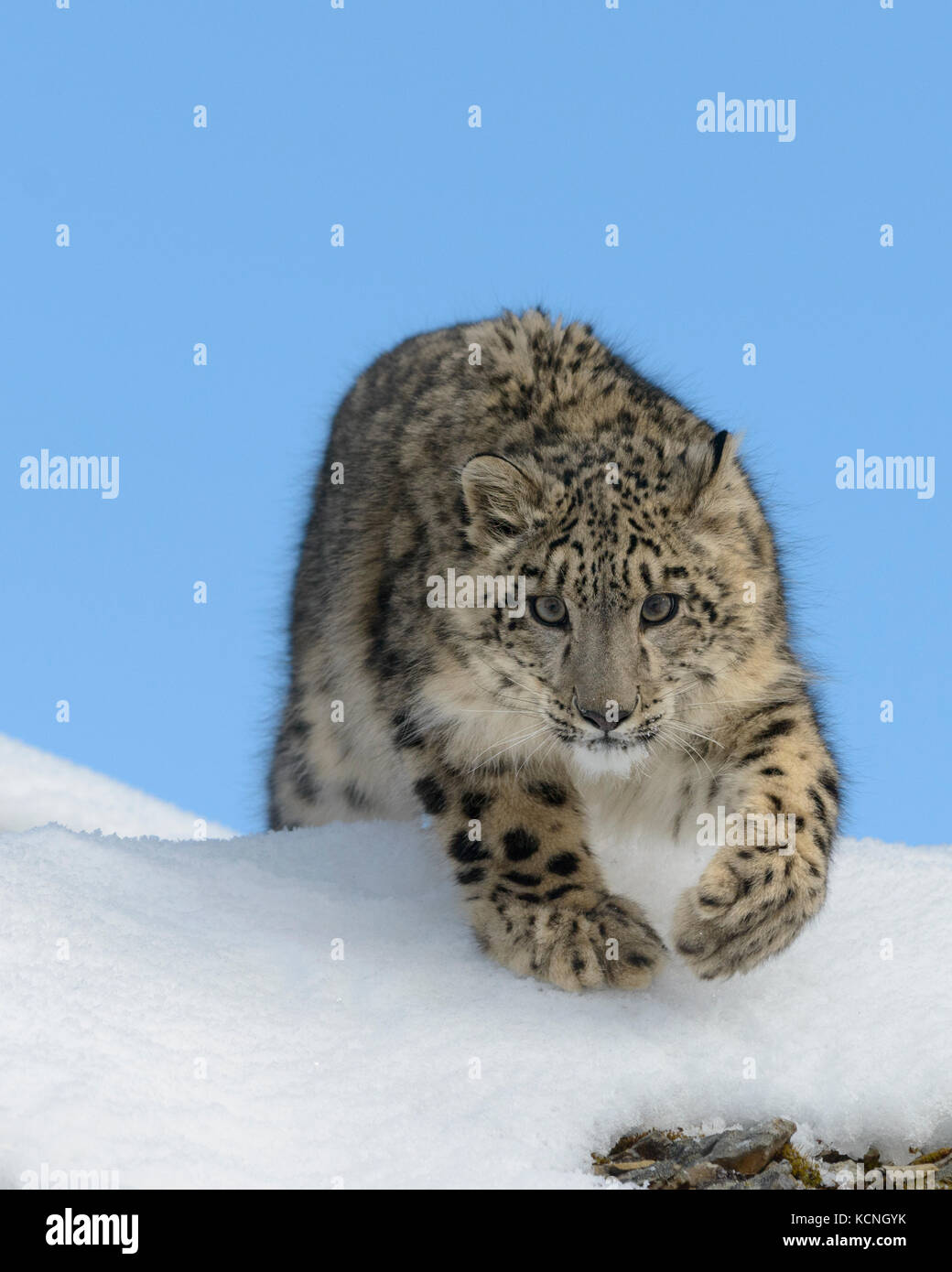 Léopard des neiges, Panthera uncia, dans la neige et les roches. Les espèces en voie de disparition. Des animaux en captivité. Banque D'Images