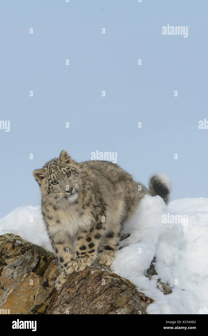 Léopard des neiges, Panthera uncia, dans la neige et les roches. Les espèces en voie de disparition. Des animaux en captivité. Banque D'Images