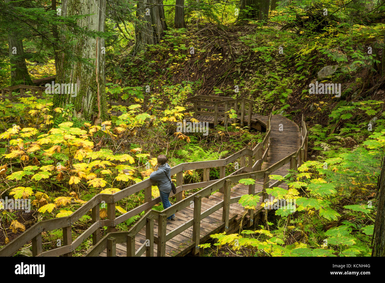 Promenade des cèdres géants, le parc national du mont Revelstoke, British Columbia, canada Banque D'Images