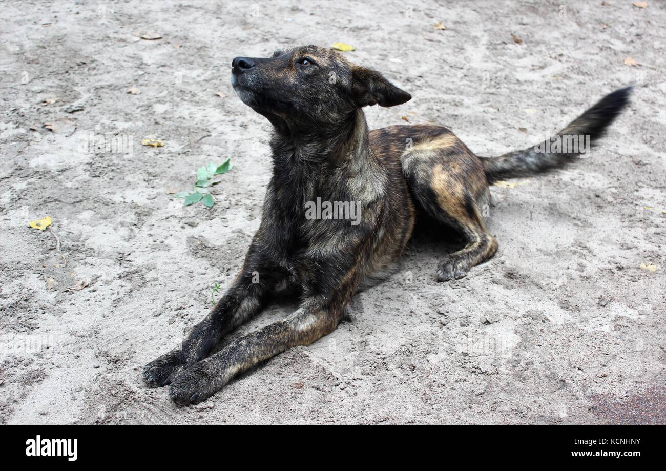 Chien de Tchernobyl l'ukraine Banque D'Images