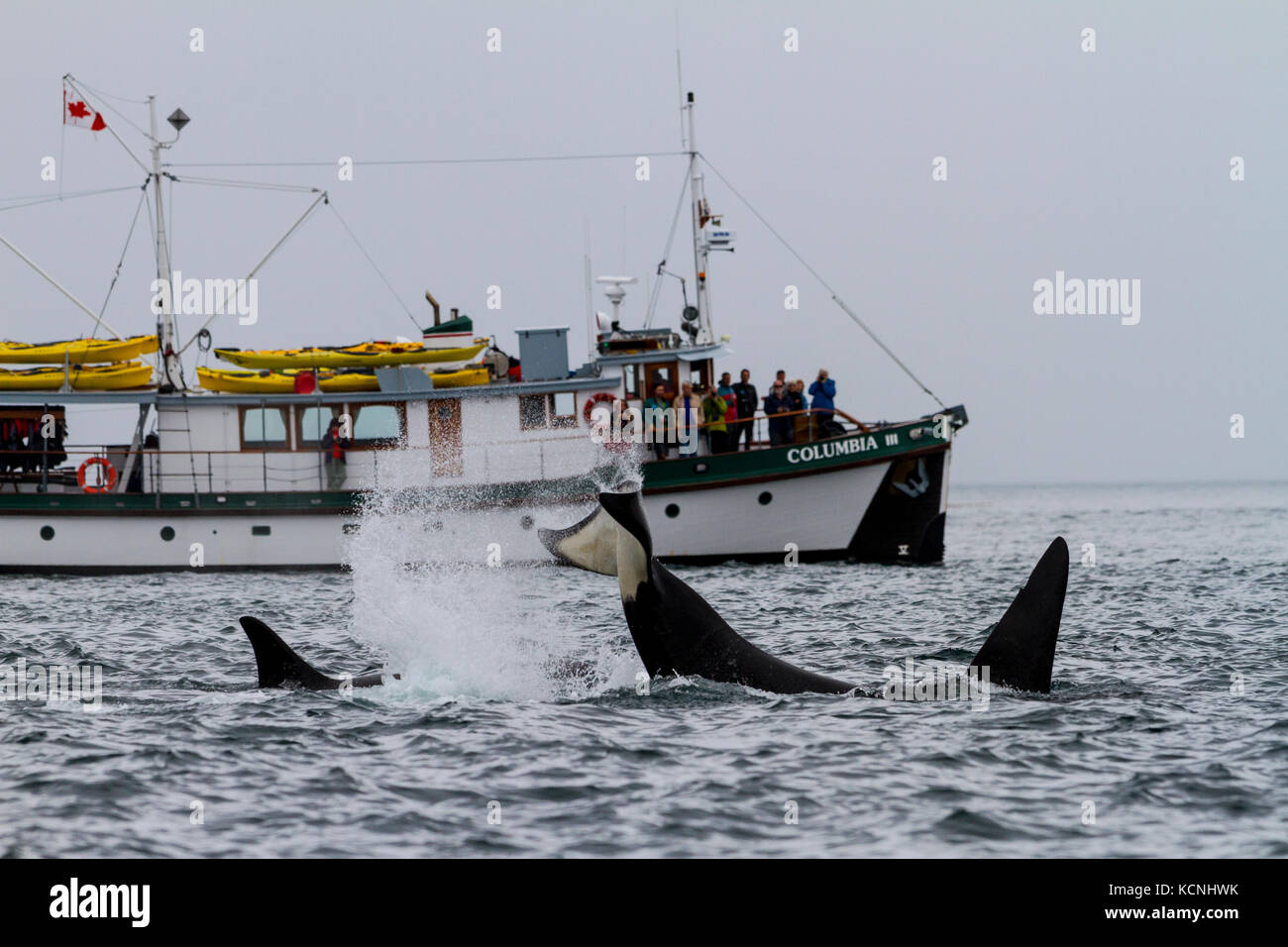 Colombie-britannique iii baleines orques (Orcinus orca), British Columbia canada Banque D'Images