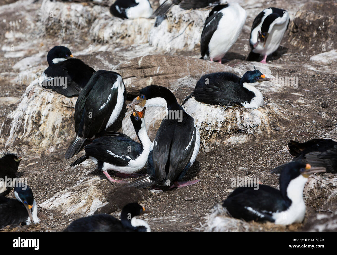 Cormorans de l'Antarctique ou les cormorans mate et des poussins femelles sur une rookerie sur l'Île Saunders. Îles Falkland. Banque D'Images