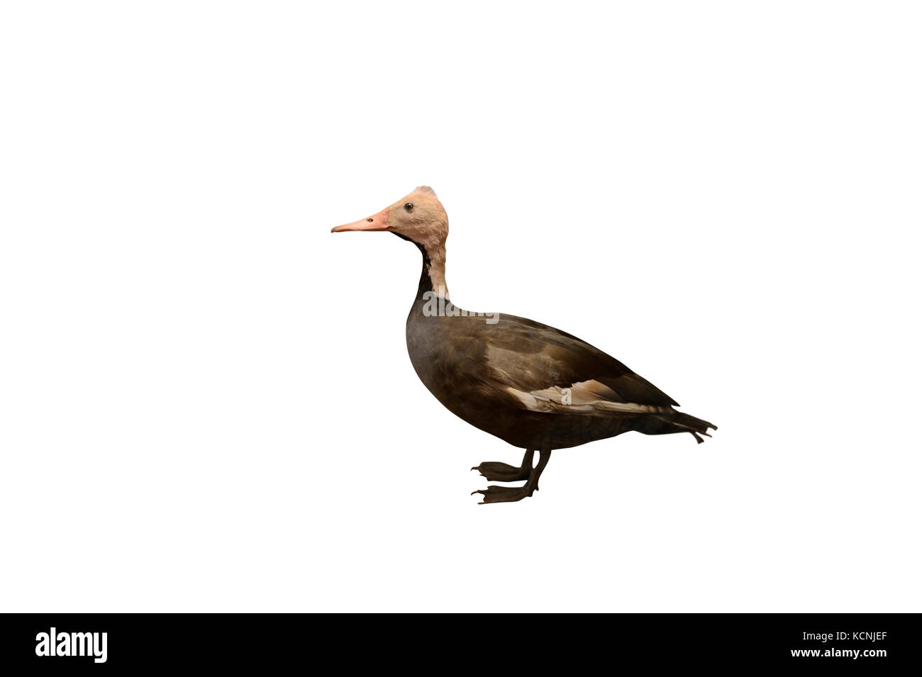 L'érismature à tête rose Rhodonessa caryophyllacea spécimen bourré d'espèces maintenant disparues. A été un grand plongeon canard qui a été une fois trouvé dans des régions de l'Ganget Banque D'Images