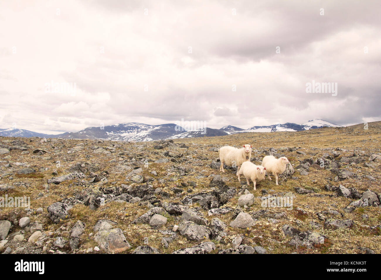 Moutons sur la montagne en joutunheimen en Norvège Banque D'Images