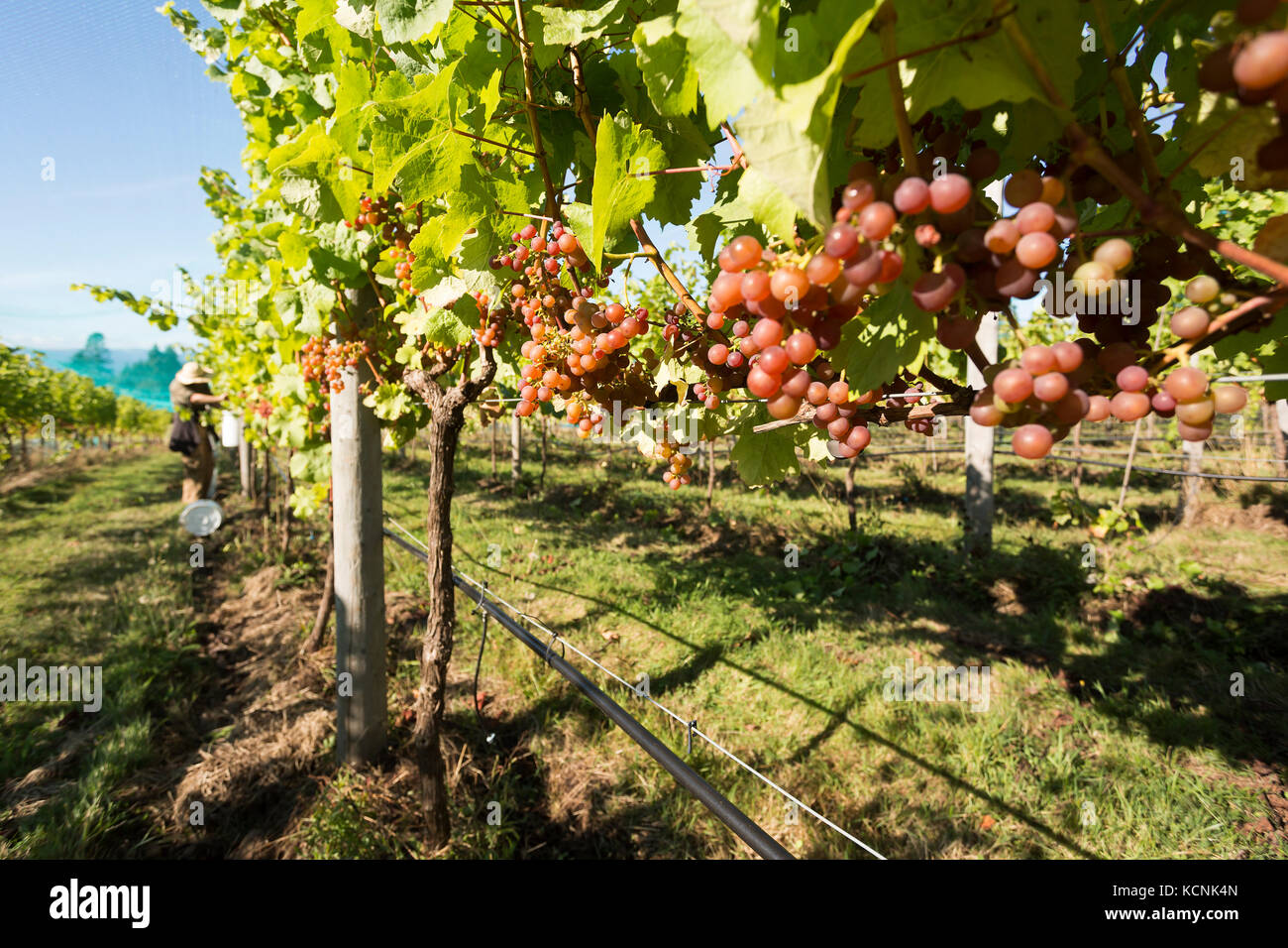 Les raisins mûrs siegerrebe sont prêtes pour la récolte à beaufort winery, Comox Valley, l'île de Vancouver, Colombie-Britannique, Canada Banque D'Images