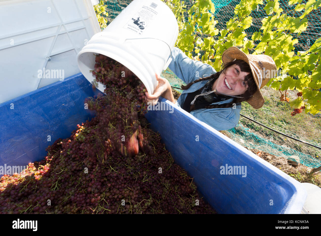 Une jeune femme raisins récoltes à la winery de Beaufort et Estate à Courtenay, la vallée de Comox, Vancouver Island, British Columbia, Canada. Banque D'Images