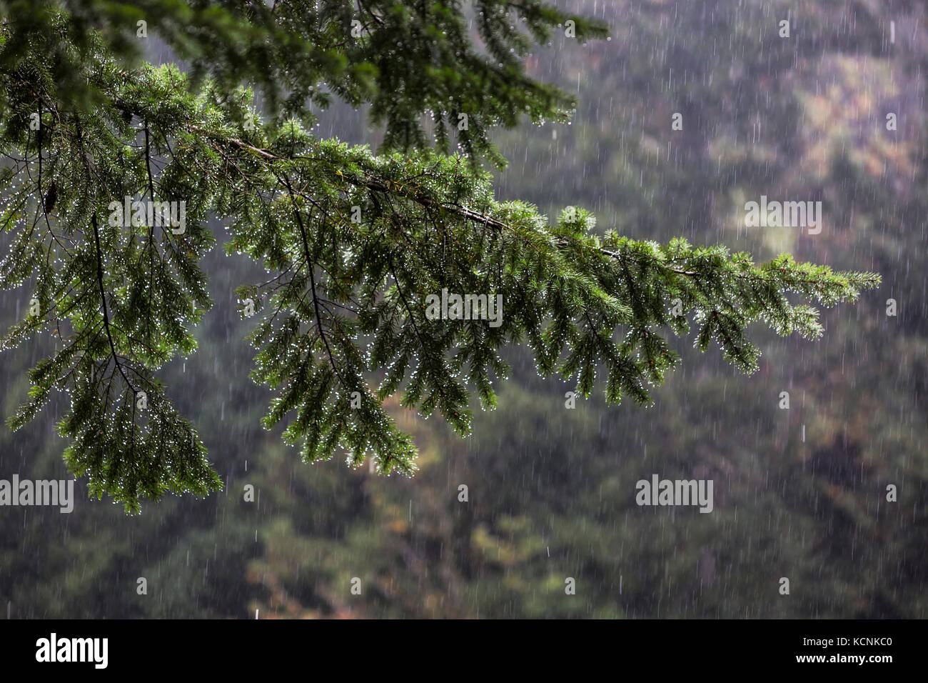 Une lourde pluie imbibe un sapin, une vision commune sur la côte ouest, la vallée de Comox. Banque D'Images