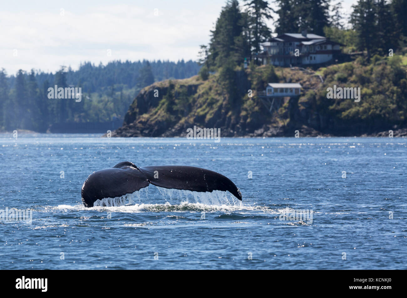 Une baleine à bosse sons lors d'un voyage au sud de la passe Seymour, campbell river, Vancouver Island, British Columbia, canada Banque D'Images