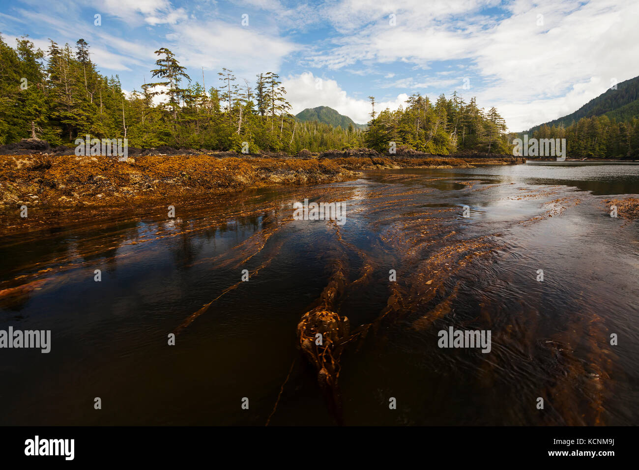 Le varech de taureau pousse dans des forêts riches dans les eaux entourant la région de Kyuquot, île de Vancouver, Colombie-Britannique, Canada Banque D'Images