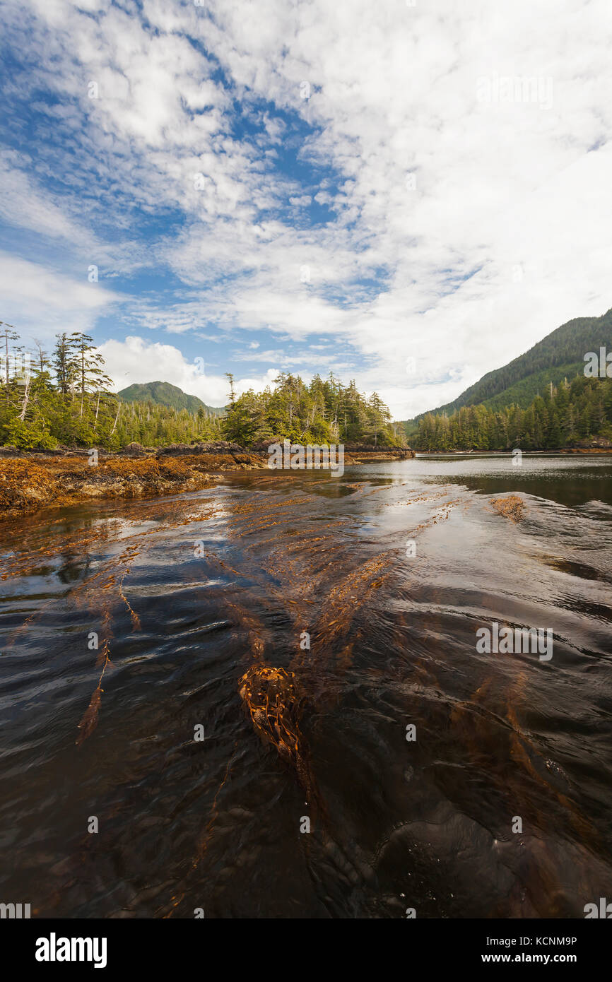 Le varech de taureau pousse dans des forêts riches dans les eaux entourant la région de Kyuquot, île de Vancouver, Colombie-Britannique, Canada Banque D'Images