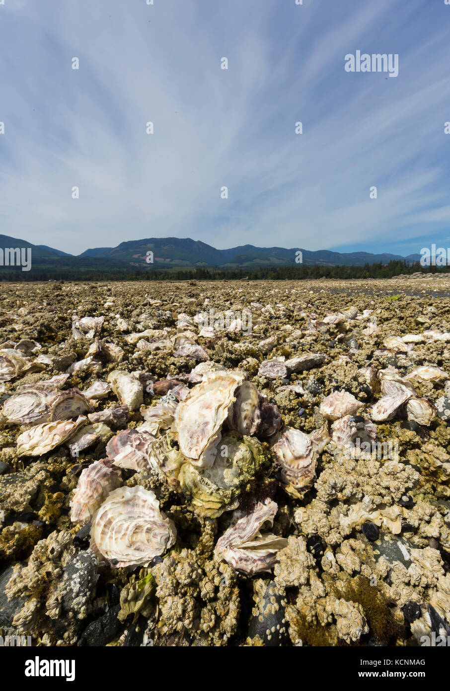 De plus en plus d'huîtres sur estran ligne location les rives de Fanny Bay, près de la vallée de Comox. L'île de Vancouver. Banque D'Images