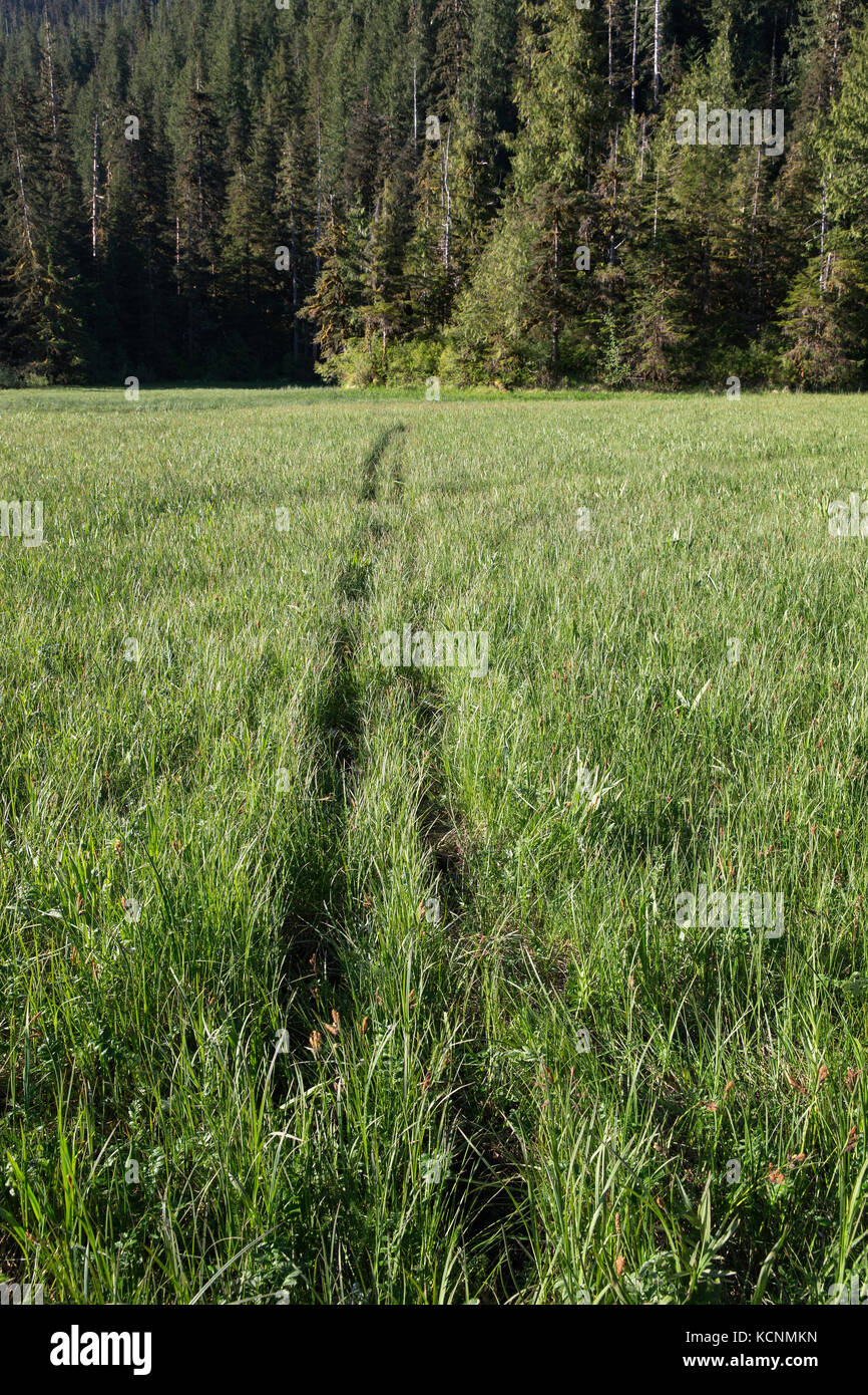 Sentier de stomie de l'ours grizzli (Ursus arctos horriblis), estuaire du Kwinimass, Colombie-Britannique, Canada. Ce sentier d'indentations permanentes a été créé par des générations d'ours suivant exactement les traces de l'autre. Banque D'Images