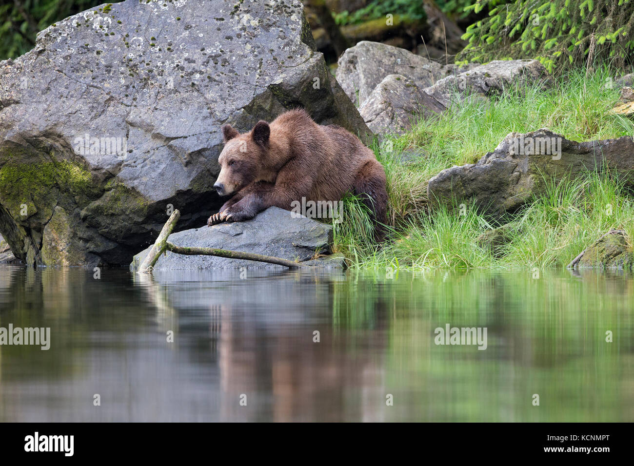 Ours grizzli (Ursus arctos horribilis), femme, khutzeymateen grizzly bear sanctuary, British Columbia, canada. Banque D'Images