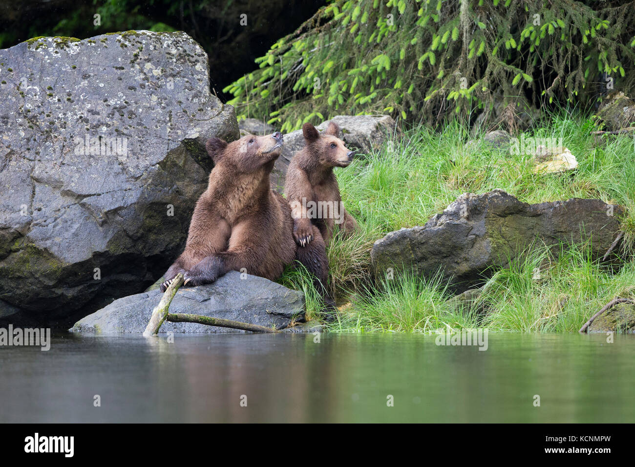 Ours grizzli (Ursus arctos horribilis), femelle de 1 an, et cub khutzeymateen grizzly bear sanctuary, British Columbia, canada. Banque D'Images