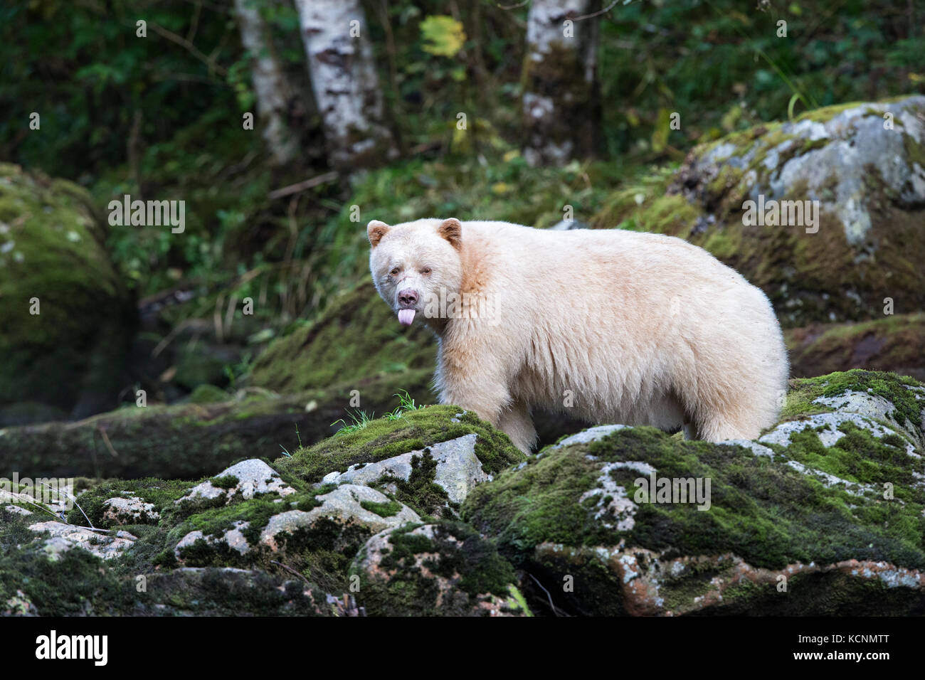 Spirit Bear (Ursus americanus) kermodei, homme, la forêt pluviale de Great Bear, en Colombie-Britannique, Canada Banque D'Images