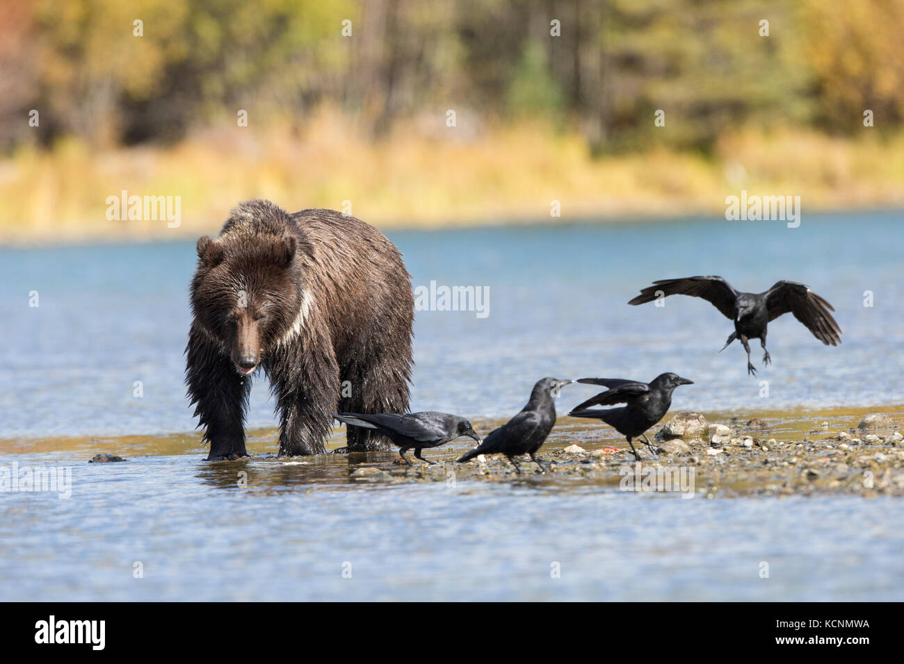 Ours grizzli (Ursus arctos horribilis), un petit garçon de deux ans qui mange du saumon rouge (Oncorhynchus nerka) et des corneilles d'Amérique (Corvus brachyrhynchos), région de Chilcotin, Colombie-Britannique, Canada Banque D'Images