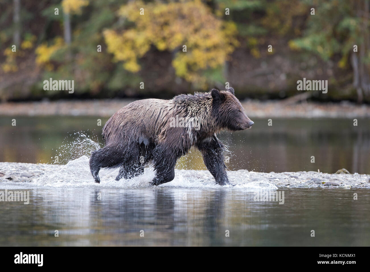 Ours grizzli (Ursus arctos horribilis), deux ans, CUB, région de Chilcotin, en Colombie-Britannique, Canada. Banque D'Images