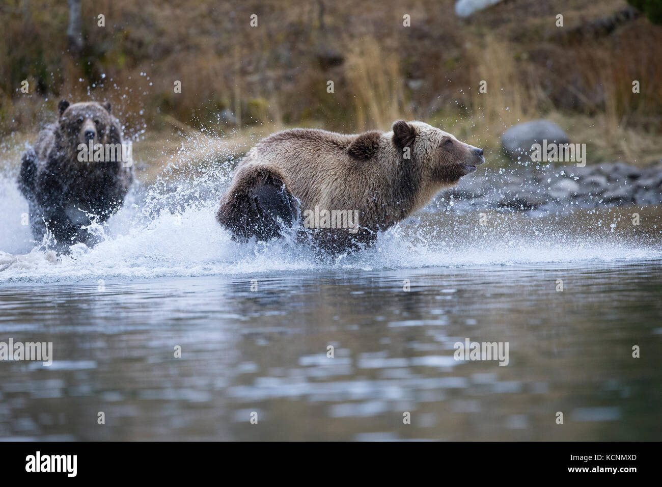 Ours grizzli (Ursus arctos horribilis), femme subdault cloloured chasse (plus léger) loin de ses petits (hors caméra), de la région de Chilcotin, en Colombie-Britannique, Canada. Banque D'Images