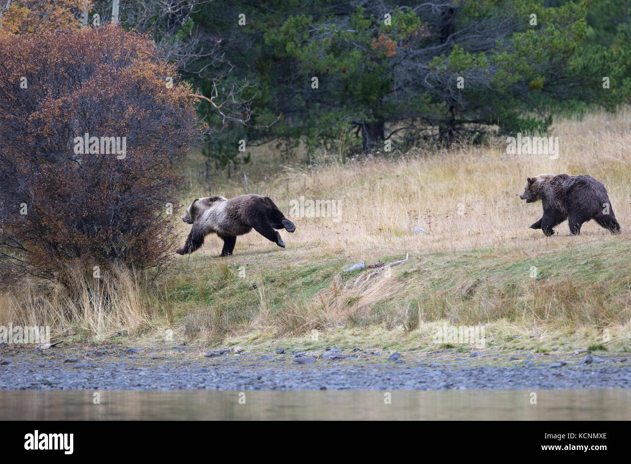 Grizzli (Ursus arctos horribilis), adulte secondaire (à gauche), courant de la femelle qui chasse le sous-adulte loin de ses petits (hors caméra), région de Chilcotin, Colombie-Britannique, Canada. Banque D'Images