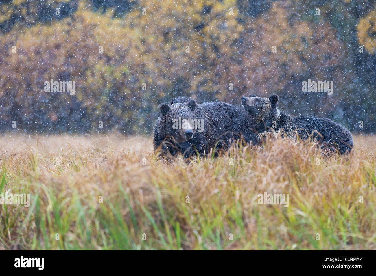 Ours grizzli (Ursus arctos horribilis), femelle et son petit, en chute de neige précoce, la région de Chilcotin, en Colombie-Britannique, Canada. Banque D'Images