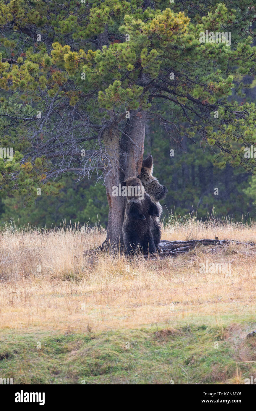 Ours grizzli (Ursus arctos horribilis), les louveteaux à frotter le pin ponderosa (Pinus ponderosa), - la région de Chilcotin, en Colombie-Britannique, Canada Banque D'Images
