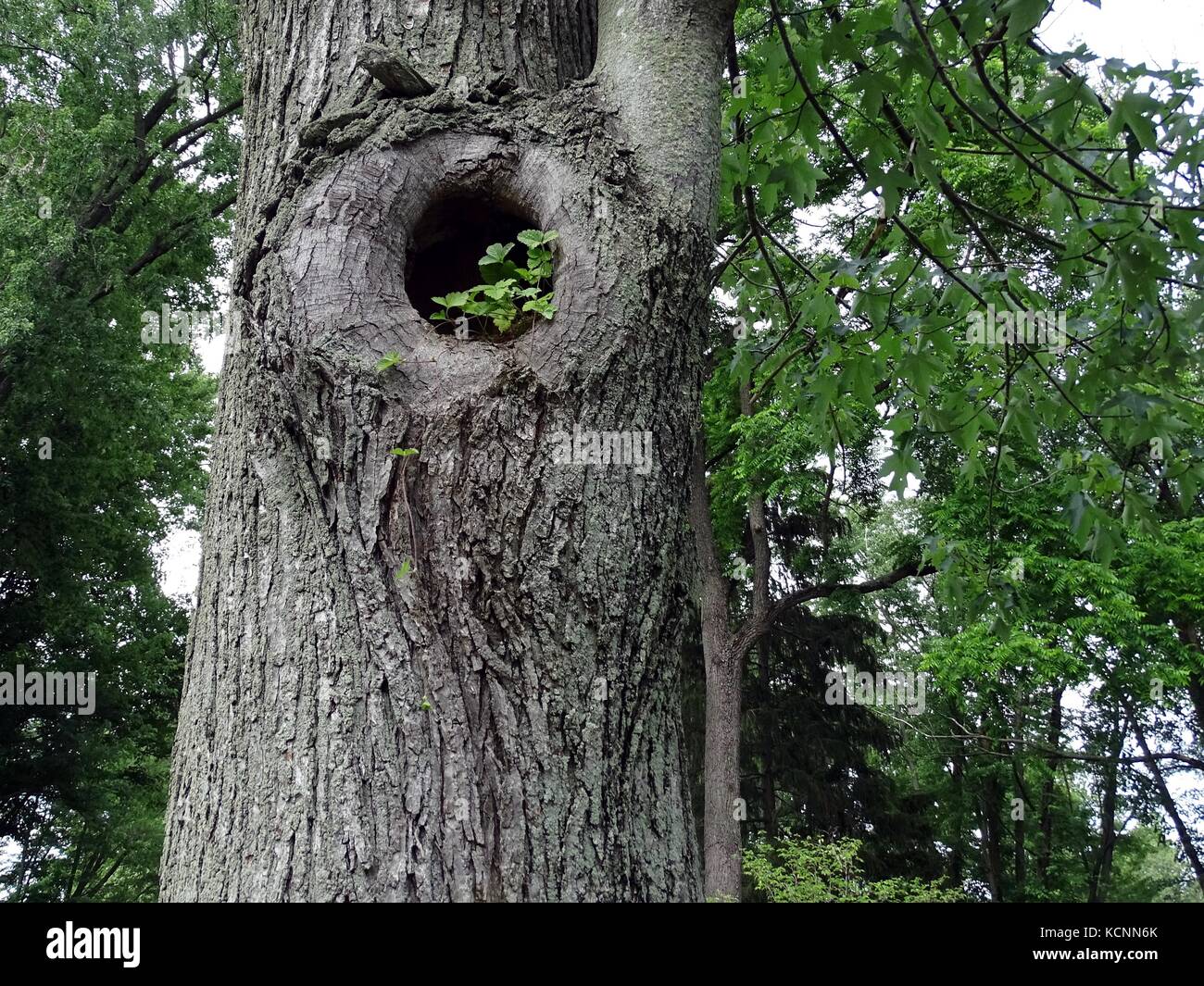 Vue rapprochée d'un trou dans un tronc d'arbre avec de plus en plus de la végétation de l'intérieur Banque D'Images