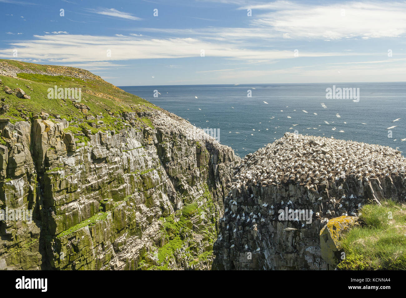 Fou de Bassan (Morus bassanus), reposant sur l'oiseau rock, réserve écologique de Cape St. Mary's, situé près de Cap Sainte-Marie sur le Cape Shore, sur le sud-ouest de Péninsule d'Avalon à Terre-Neuve-et- Labrador Banque D'Images