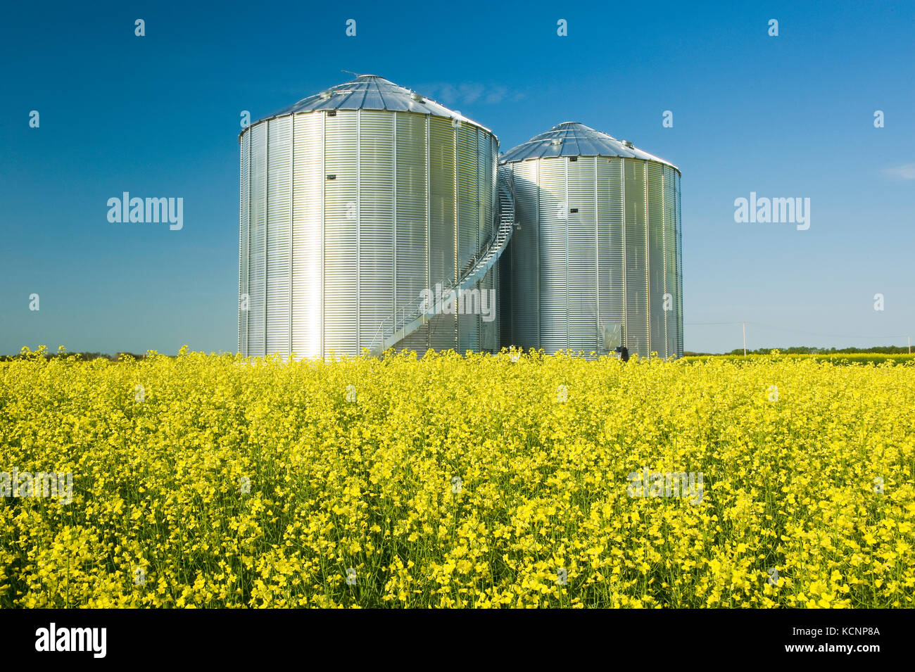 Un champ de floraison du canola à cellules à grains(silos) dans l'arrière-plan, Saskatchewan, Canada Banque D'Images