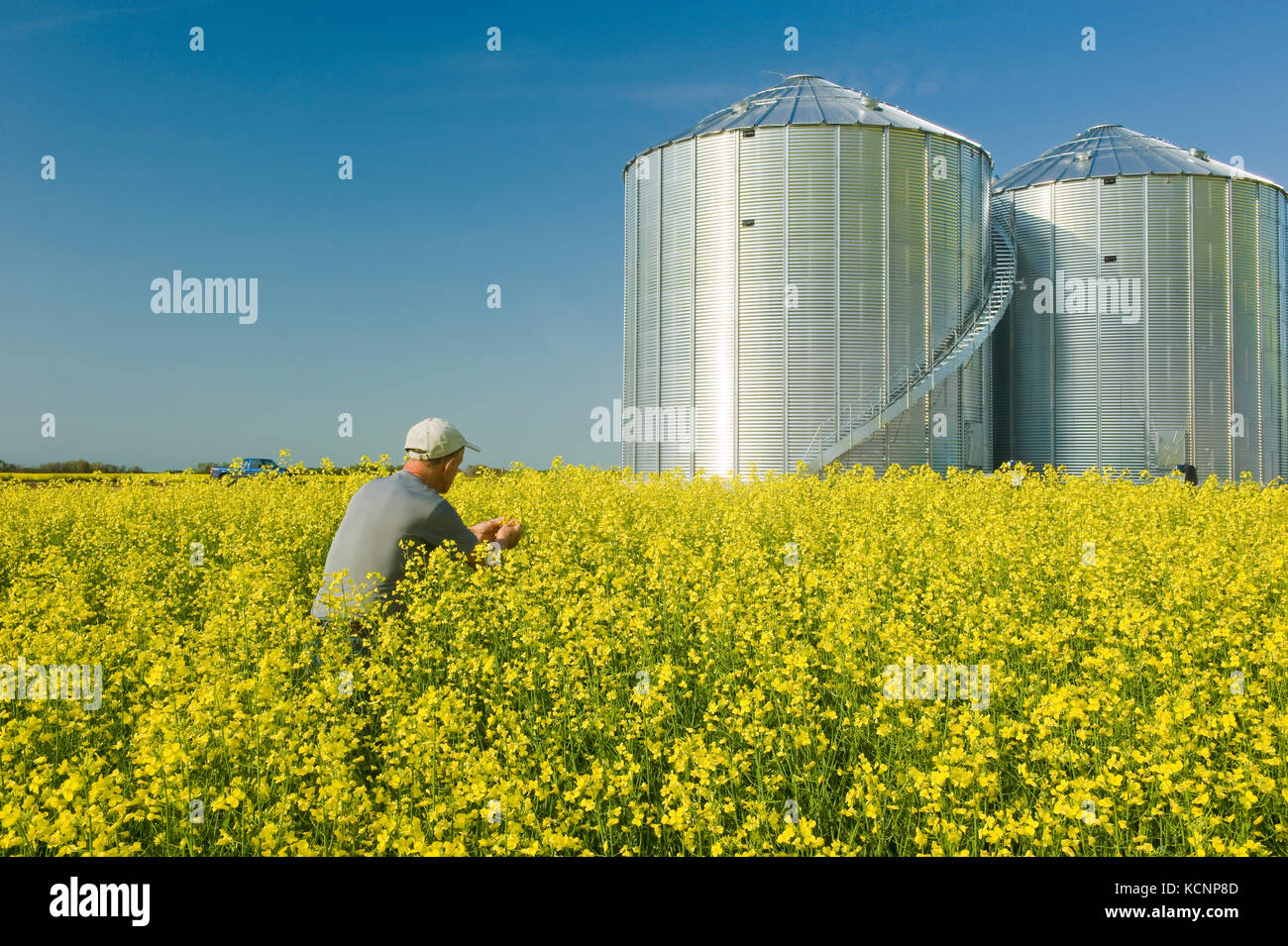 Un homme scouts un champ de floraison du canola à cellules à grains(silos) dans l'arrière-plan, Saskatchewan, Canada Banque D'Images
