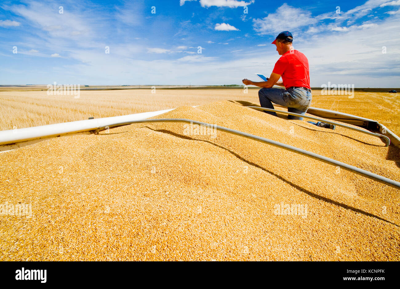 Un homme utilise une tablette à l'arrière d'un camion de grain au cours de la récolte de blé dur, près de Ponteix, Saskatchewan, Canada Banque D'Images