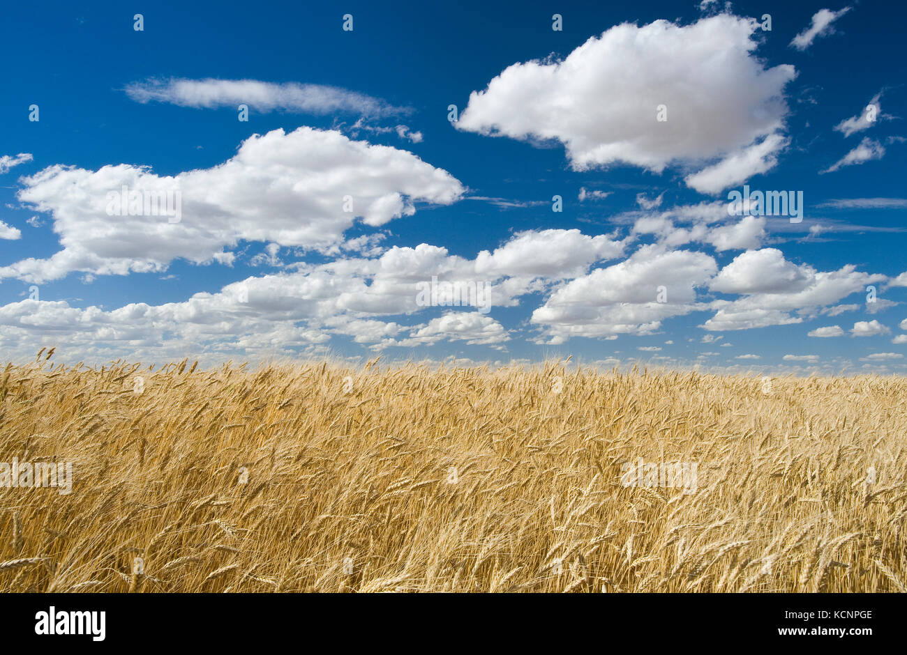 La maturité, la récolte de blé dur prêt champ de blé, près de Ponteix, Saskatchewan, Canada Banque D'Images