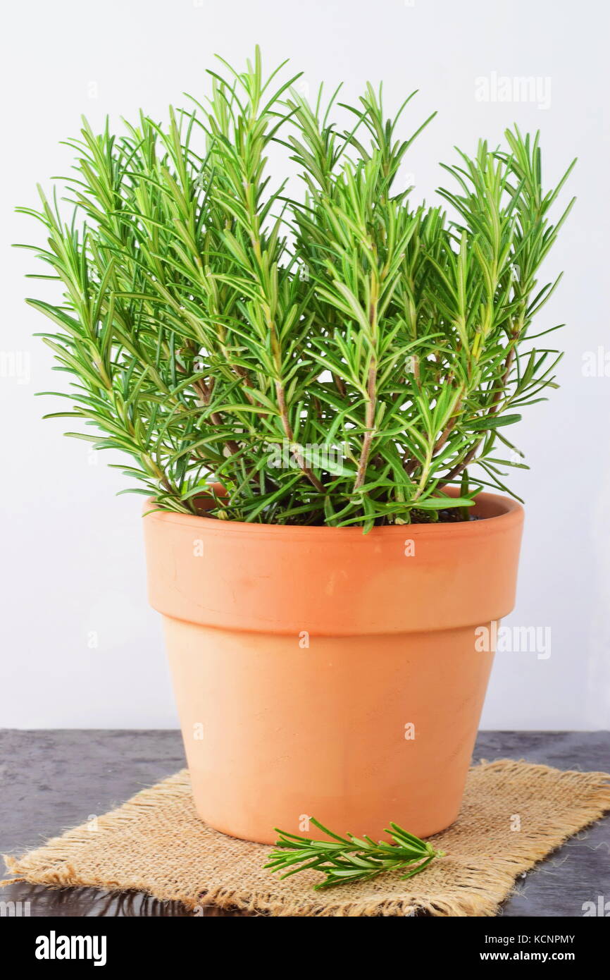 Résumé fond sombre avec une bande de romarin frais de côté Banque D'Images