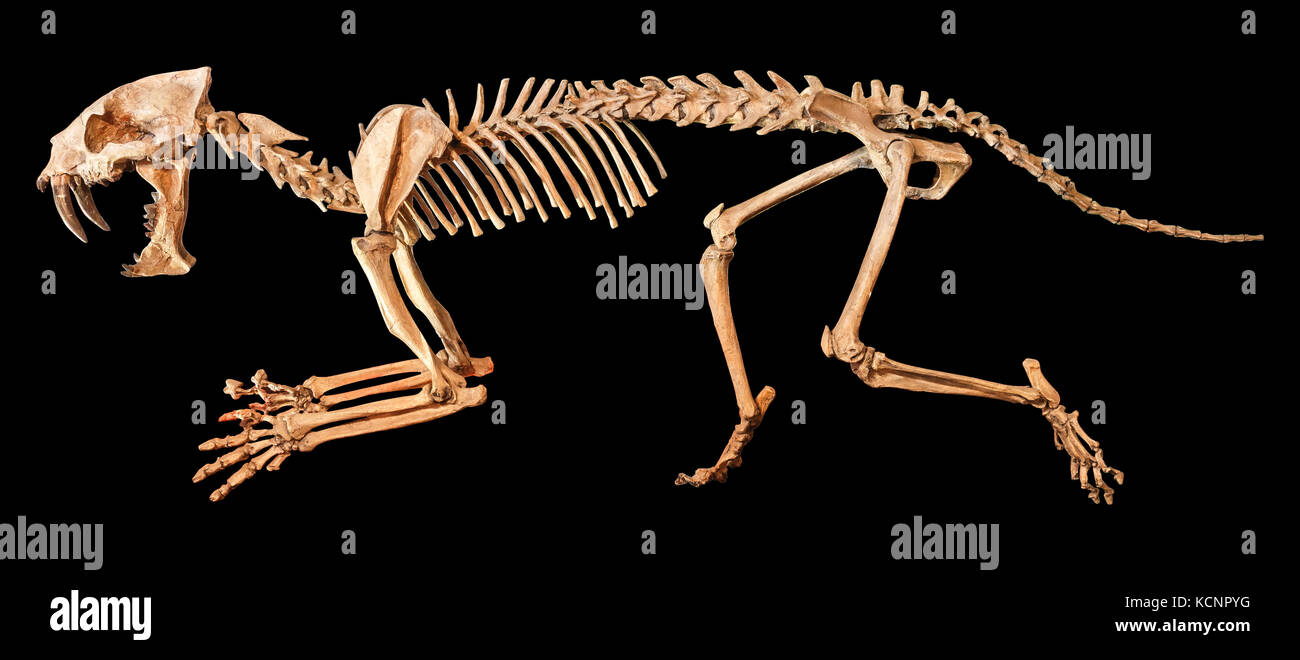 - Dents de Sabre ( hoplophoneus primaevus ) squelette . fond isolé . Banque D'Images